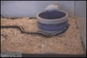 蛇抓老鼠图片:蛇,老鼠