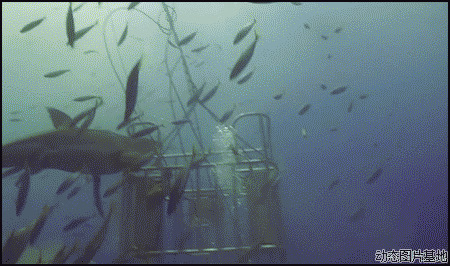 海底世界鲨鱼图片:海底,鲨鱼