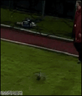 足球场上的位置图片:鸭子,足球