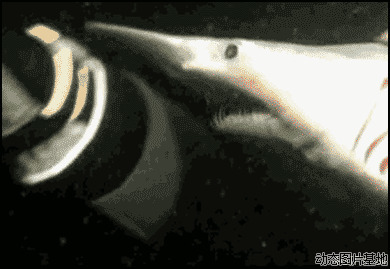 鲨鱼吃东西图片