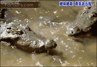 乌龟王八和鳖的图片:鳄鱼,吃王八