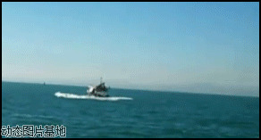 鲨鱼攻击船图片:鲨鱼,撞船