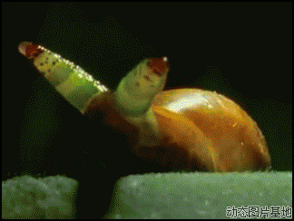 蜗牛爬行动态图片:蜗牛,爬行