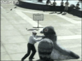 美国落地王鸽子图片:搞笑,人物,动物