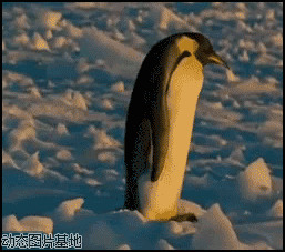 企鹅滑倒图片:搞笑,动物,逗比