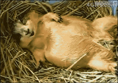 澳大利亚仓鼠图片:搞笑,动物,逗比
