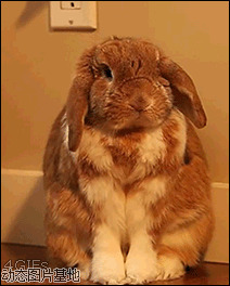 美国兔子图片:搞笑,动物,逗比