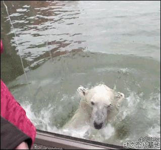 美国北极熊图片:搞笑,动物,逗比