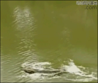 青岛方特高空跳水图片:高空,跳水