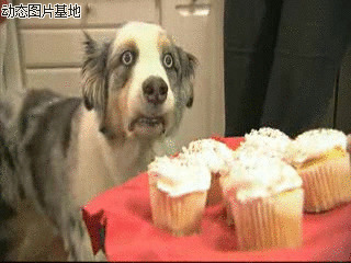 法国狗狗图片:搞笑,动物,逗比