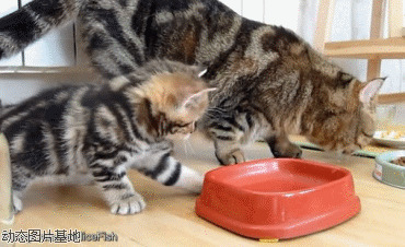 小猫咪咪图片