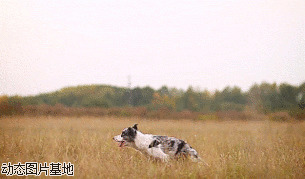 美国小狗凭两腿快跑图片