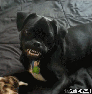 我家的黑狗图片:搞笑,动物,逗比