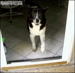 美国狗狗电影图片:搞笑,动物,逗比