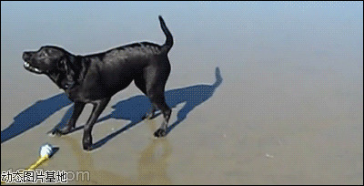 黑狗咬人图片:搞笑,动物,逗比