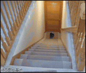 狗狗不敢下楼梯图片:搞笑,动物,逗比