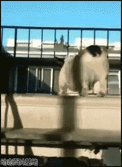 小狗爬楼梯图片:搞笑,动物,逗比