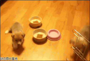 小狗喜欢吃的食物图片:搞笑,动物,逗比