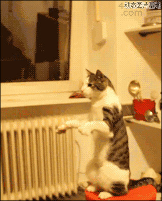 巧虎躲猫猫小游戏图片:搞笑,动物,逗比