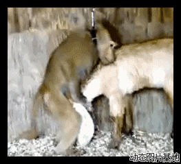 猴子骑山羊图片:搞笑,动物,逗比