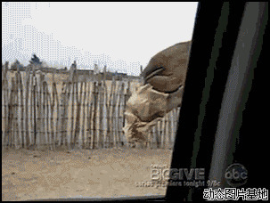 骆驼搞笑图片:搞笑,动物,逗比