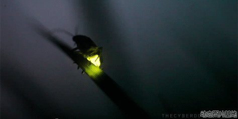 萤火虫发光动态图片