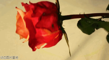 玫瑰花gif动态图片:玫瑰花