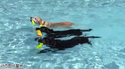 游泳教程动态图解图片:搞笑,动物,逗比