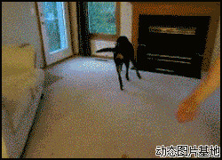 小狗便便图片:搞笑,动物,逗比