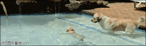 狗狗游泳池图片:搞笑,动物,逗比