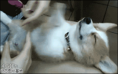 奥拉星小白狗图片:搞笑,动物,逗比