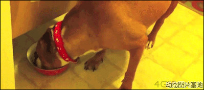 狗狗吃狗粮的好处图片:搞笑,动物,逗比