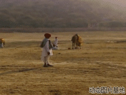 骆驼踢死人图片:搞笑,动物,逗比