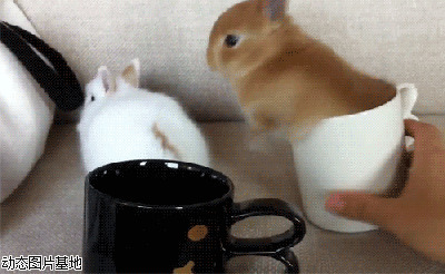 古田兔子动态表情包图片:搞笑,动物,逗比