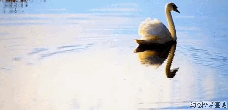 天鹅湖图片:天鹅,唯美,动物,梦幻,风景,   