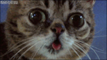 猫猫法国药妆图片:搞笑,动物,逗比