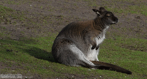 澳大利亚袋鼠精图片