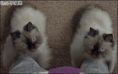 两只小猫的爱情故事图片:搞笑,动物,逗比