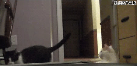 两只小猫动画片图片