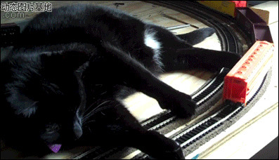 小黑猫qq表情图片:搞笑,动物,逗比