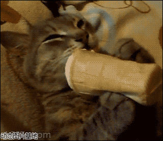 卡通小猫头饰图片:搞笑,动物,逗比
