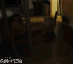 小猫吃东西的样子图片:搞笑,动物,逗比