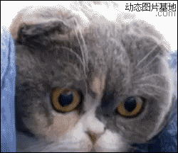 黄小猫美国图片:搞笑,动物,逗比