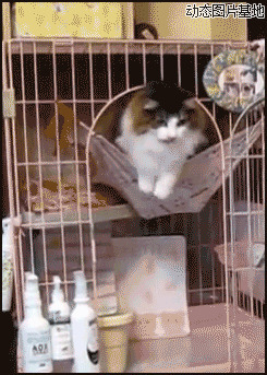 猫窝视频转换图片:搞笑,动物,逗比