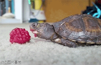 乌龟吃什么东西图片:搞笑,动物,逗比