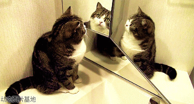 小猫照镜子图片:搞笑,动物,逗比