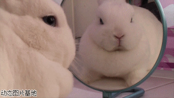 兔子动态表情图片