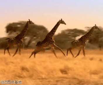 长颈鹿动态头像图片