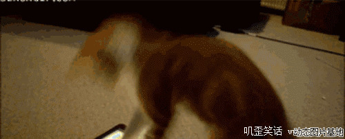 我们家的小猫图片:搞笑,动物,逗比