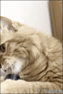 猫咪老师动态表情图片:搞笑,动物,逗比